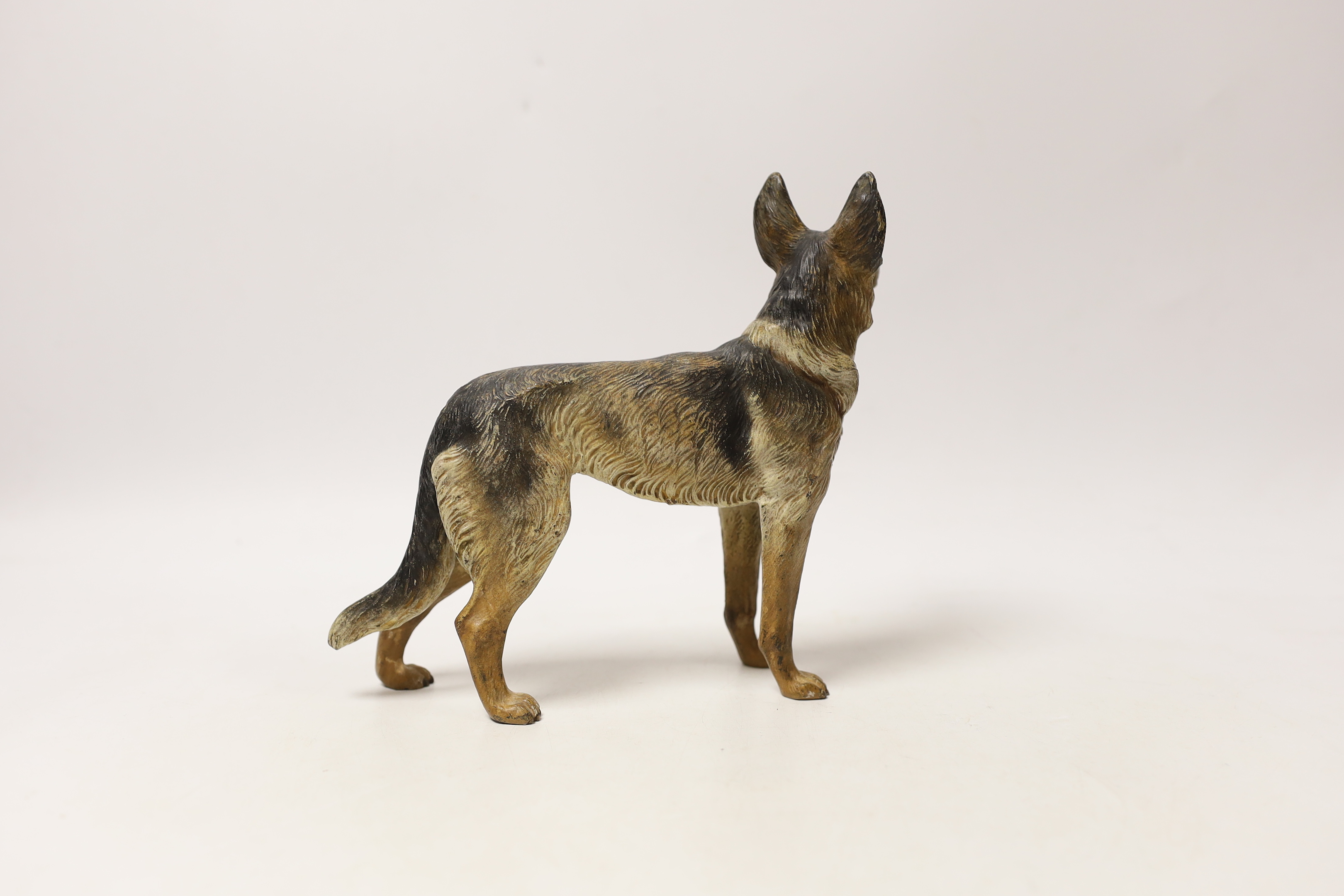 An Austrian cold painted bronze of an Alsatian, given at Crufts in 1965 to the trainer/owner of Fenton the winner of the competition, (together with photos of the competition and Fenton etc), 17cm wide